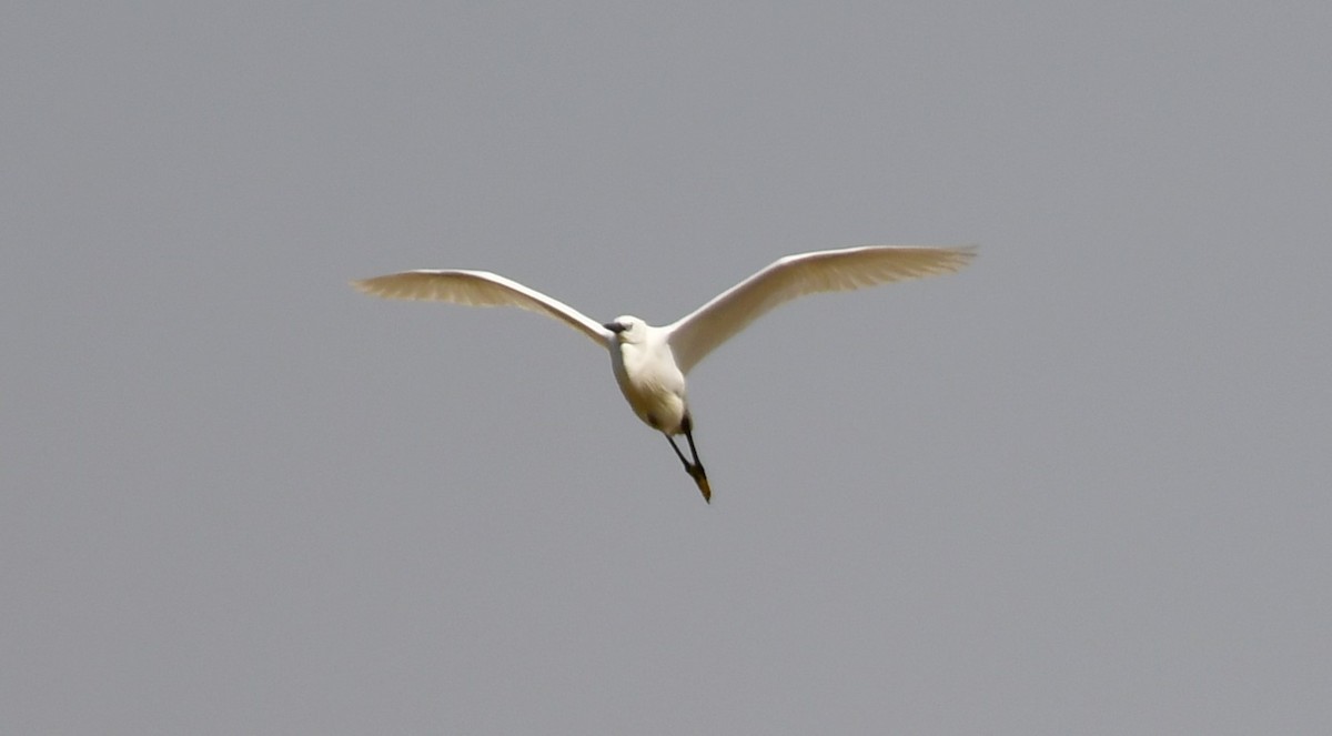 Little Egret - ML619637182