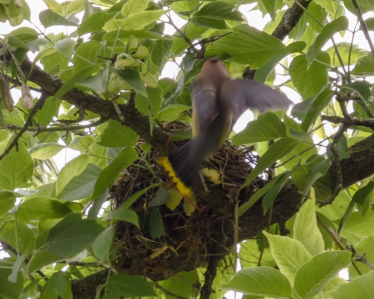 Cedar Waxwing - ML619637186