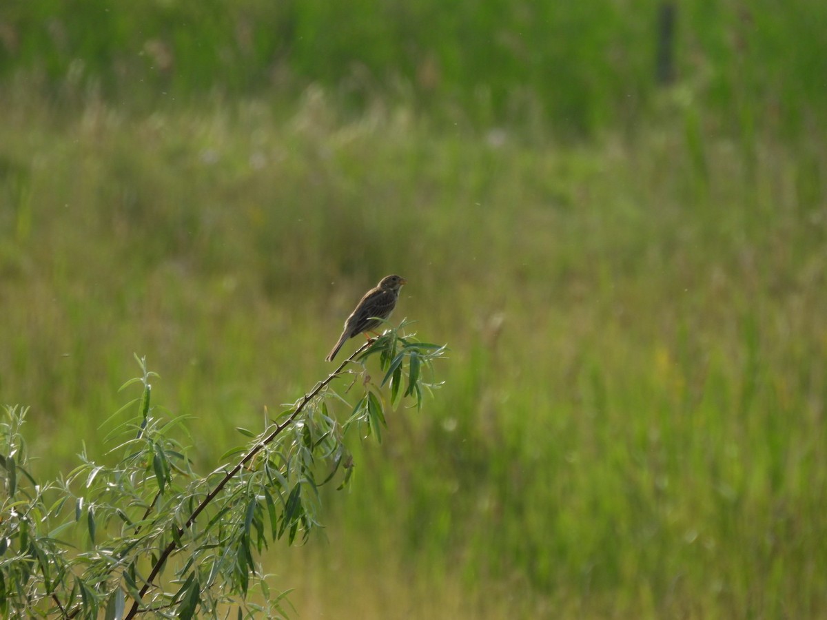 Corn Bunting - Zuzana Kobesova