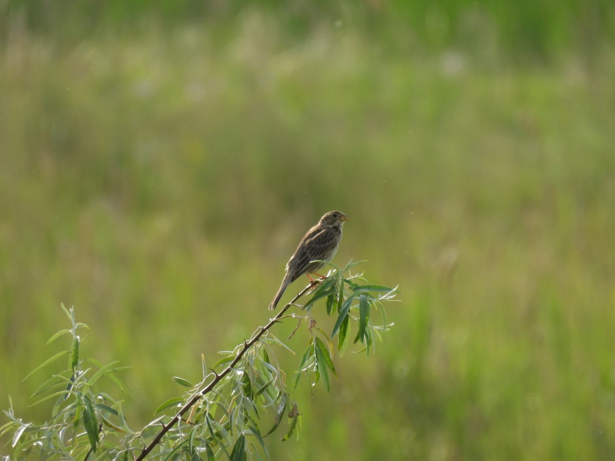 Corn Bunting - Zuzana Kobesova