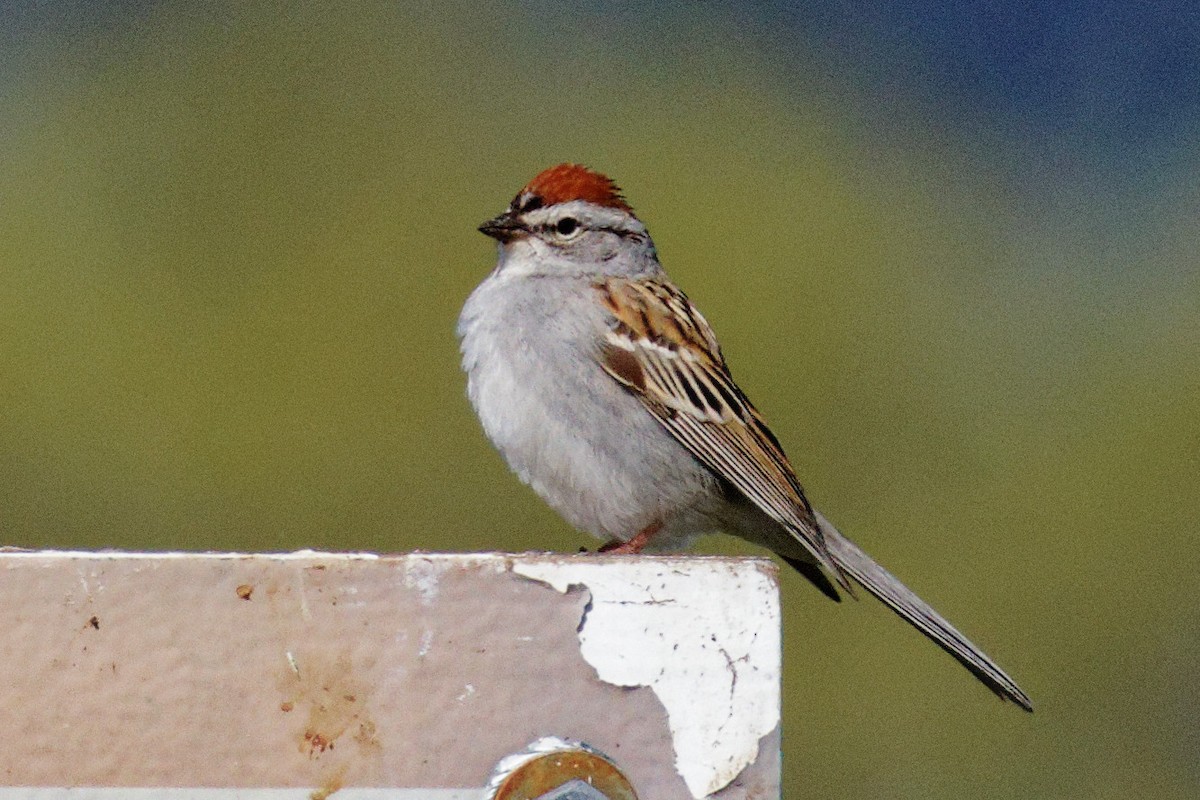 Chipping Sparrow - Dennis Butcher