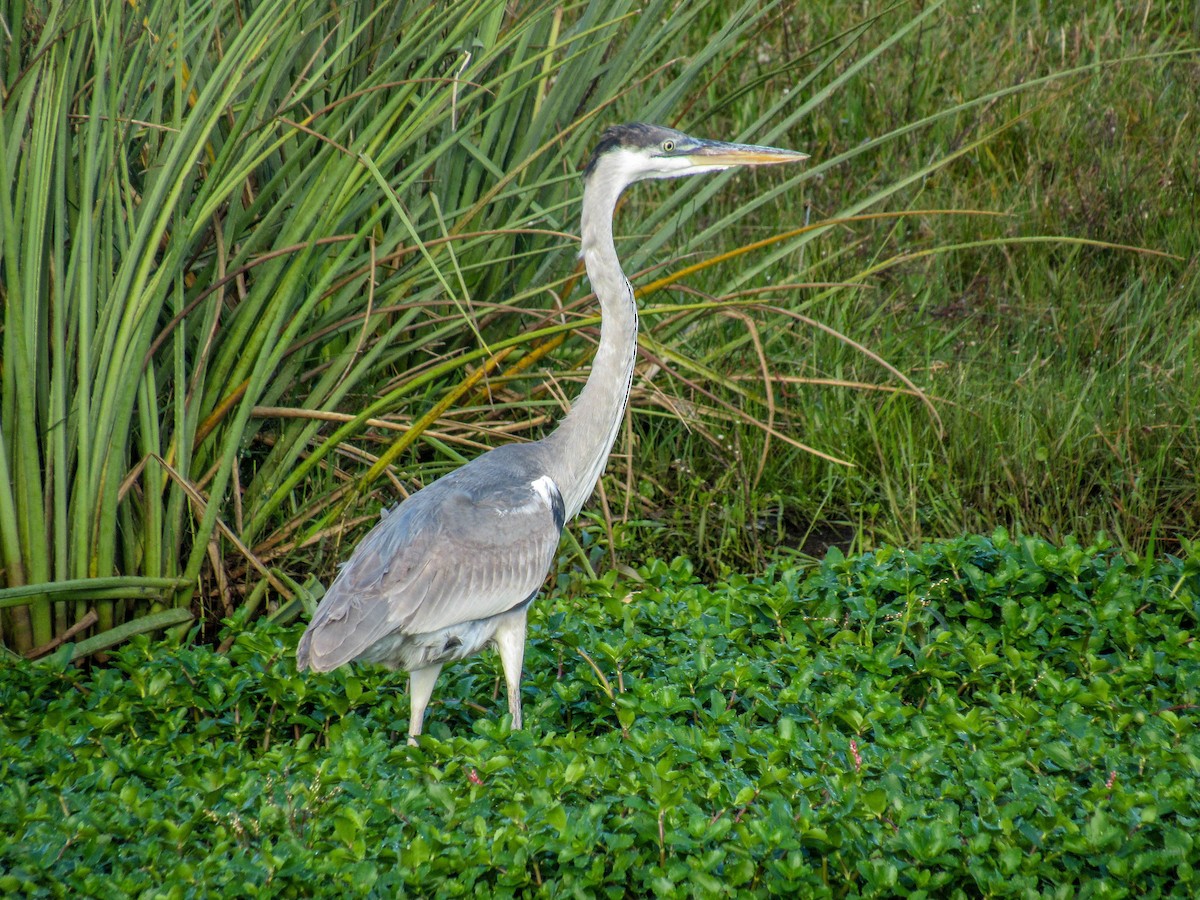 Cocoi Heron - Luis  Weymar Junior