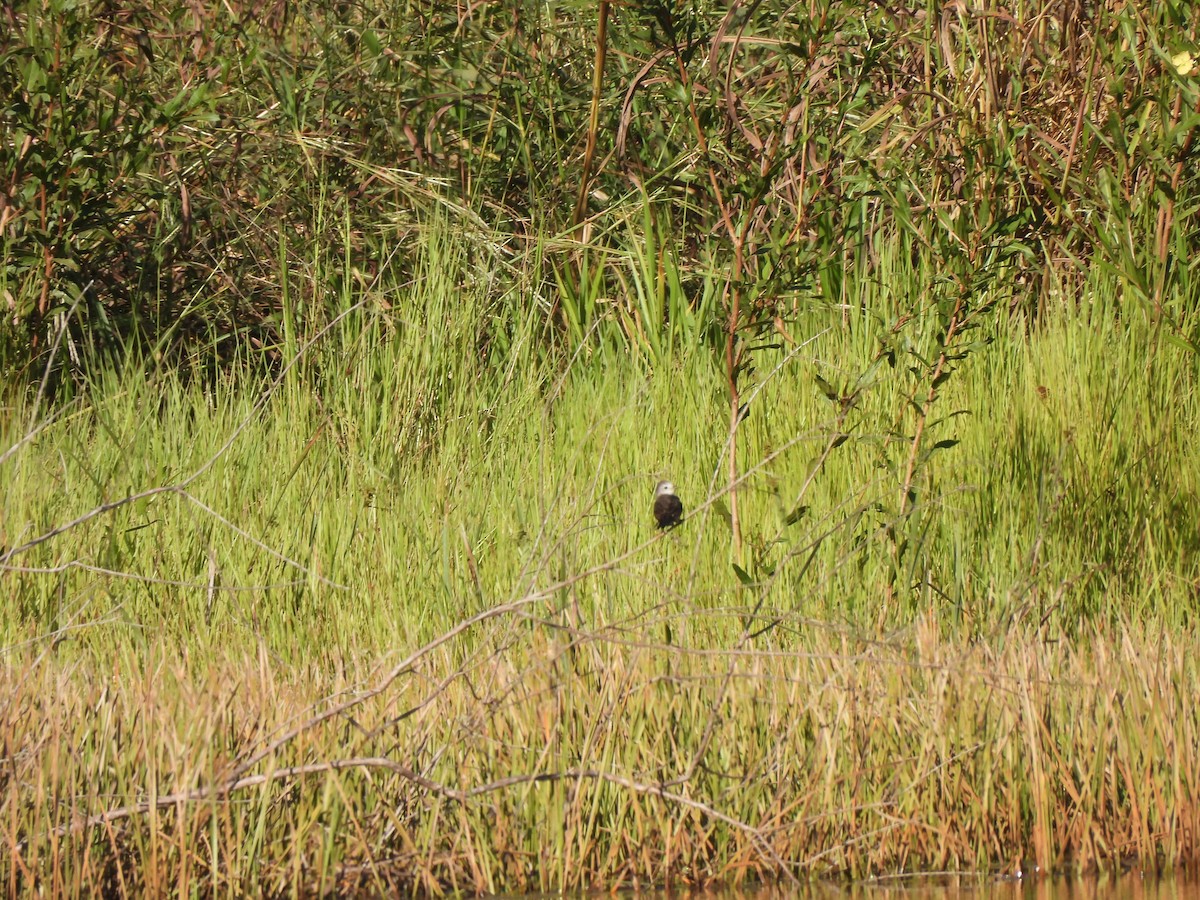 White-headed Marsh Tyrant - ML619637194