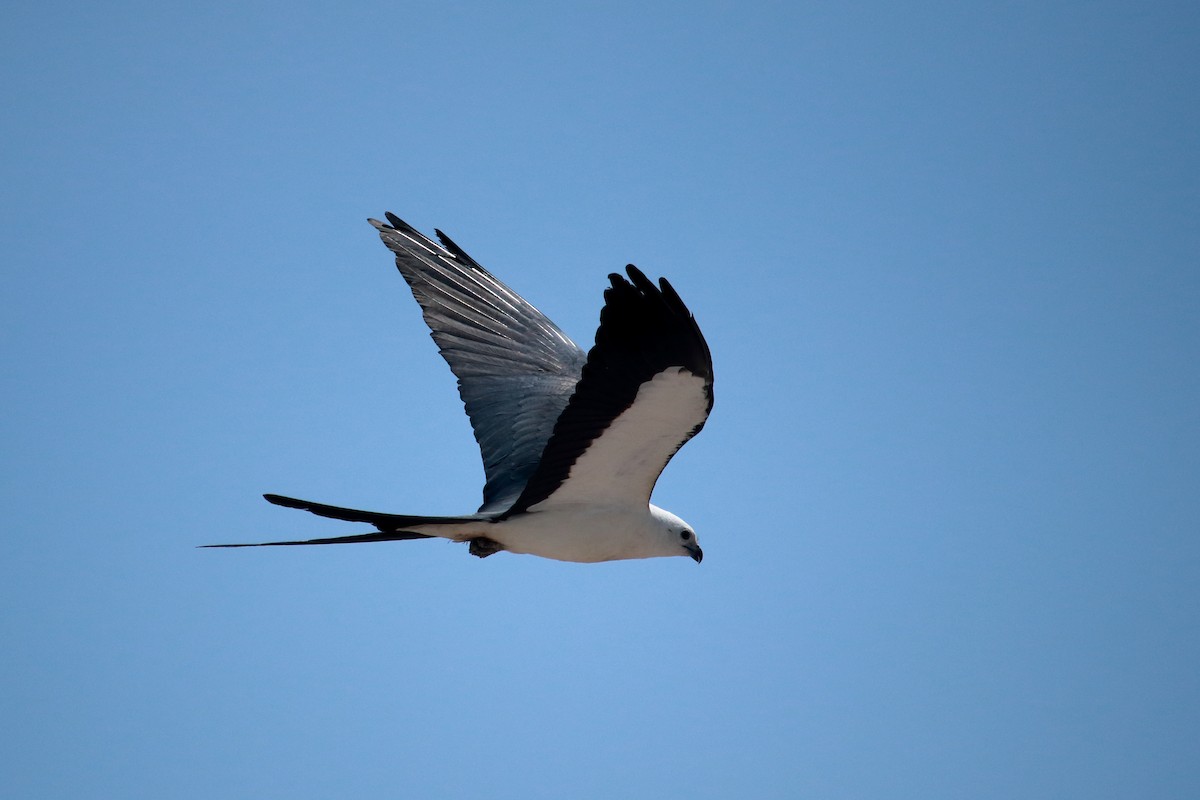 Swallow-tailed Kite - Taylor DiTarando