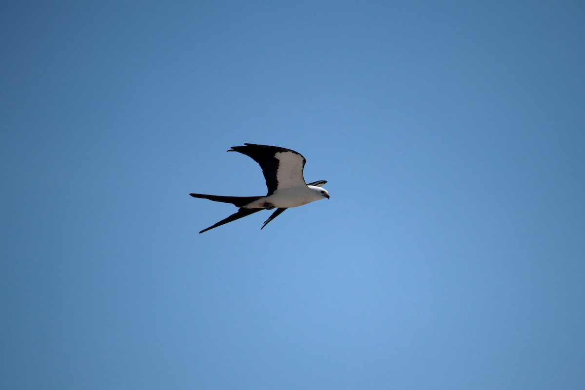 Swallow-tailed Kite - Taylor DiTarando