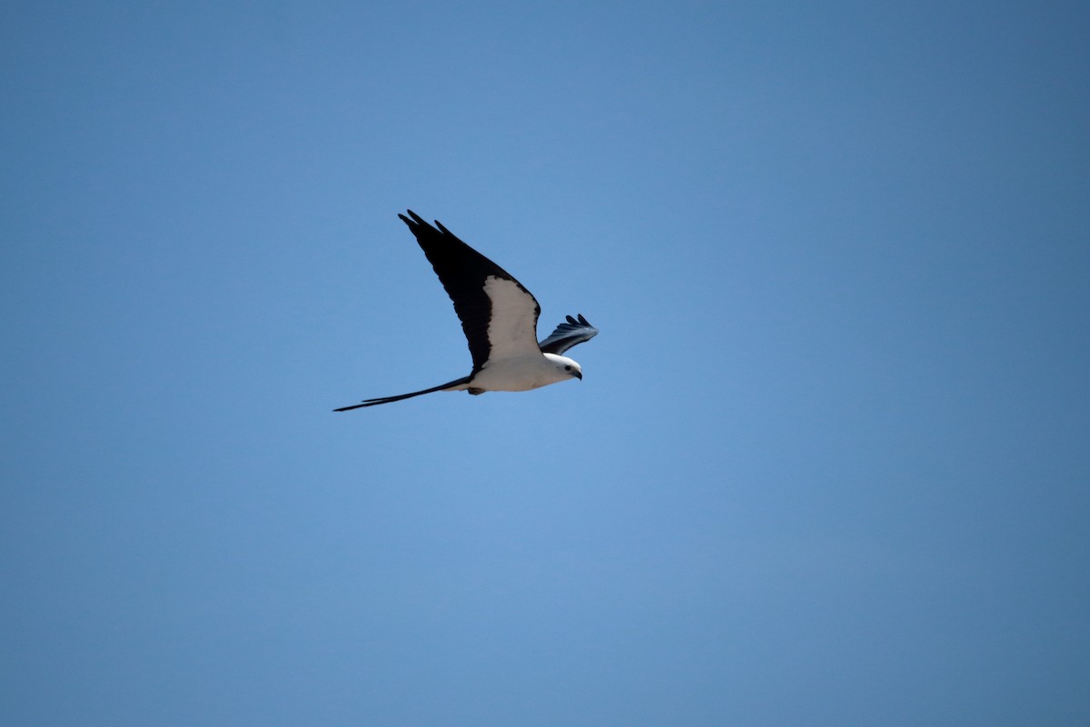 Swallow-tailed Kite - Taylor DiTarando