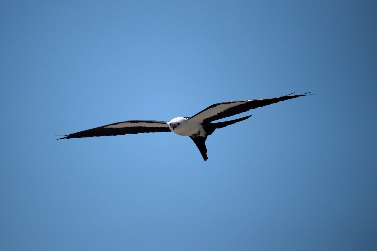 Swallow-tailed Kite - Taylor DiTarando