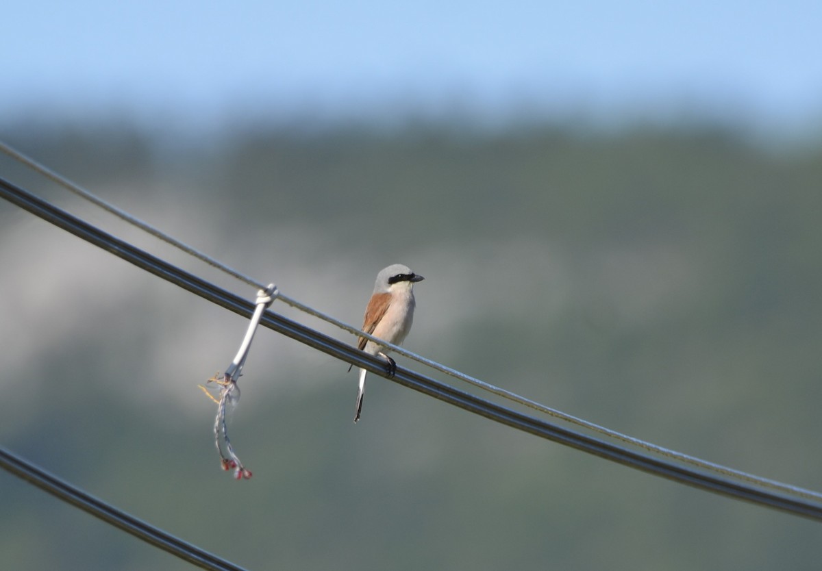 Red-backed Shrike - ML619637210