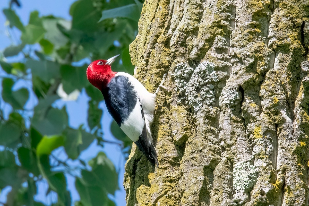 Pic à tête rouge - ML619637218