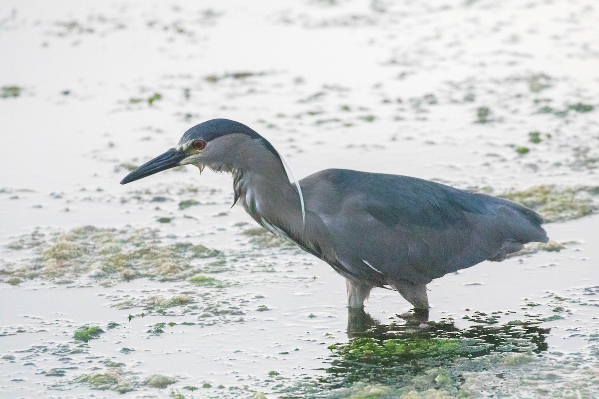 Black-crowned Night Heron (Dusky) - ML619637225