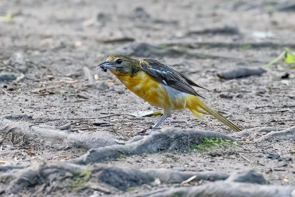 Baltimore Oriole - Chris S. Wood