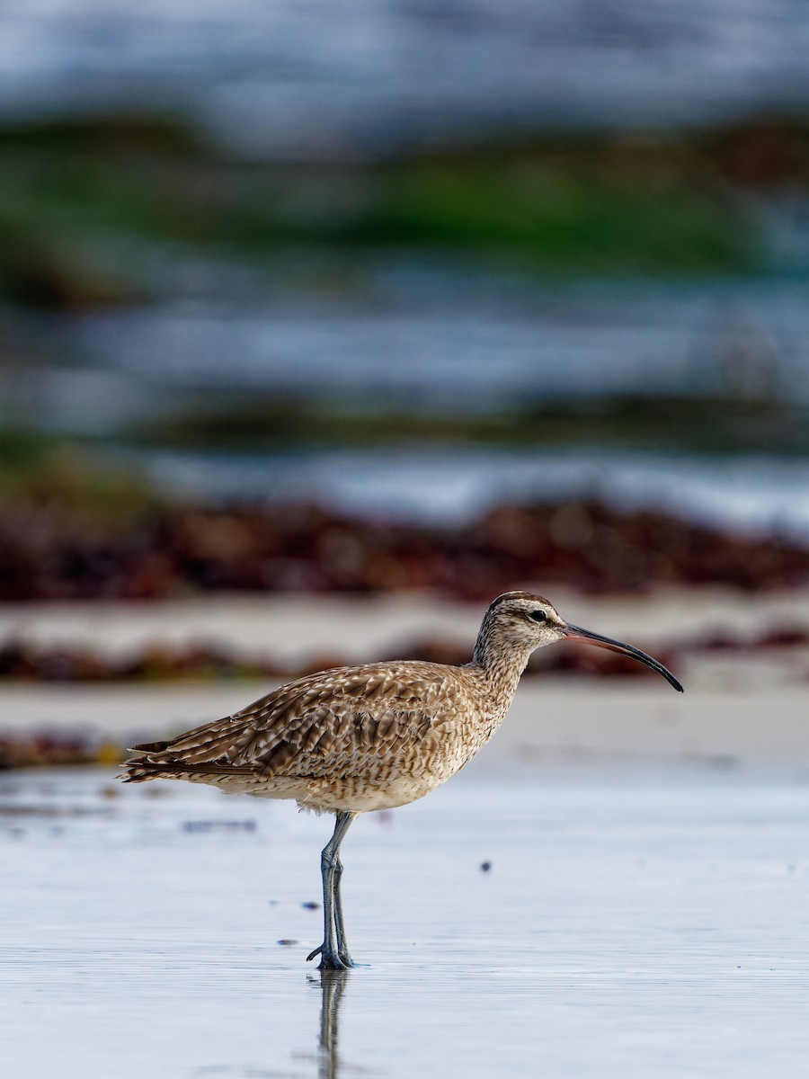 Whimbrel - Zhennong Li