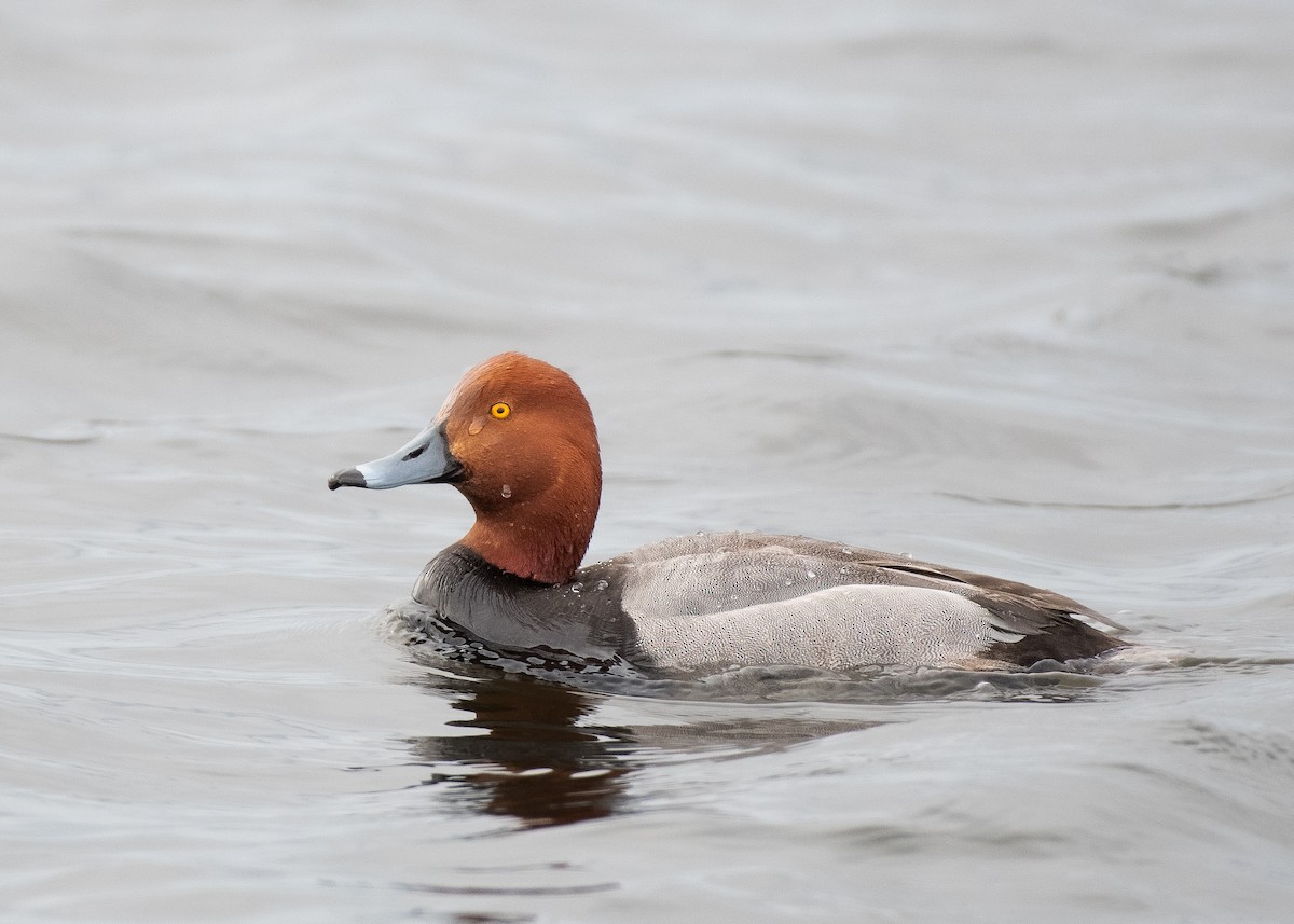 Redhead - ML619637229