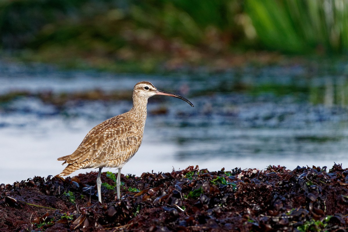 Whimbrel - ML619637230