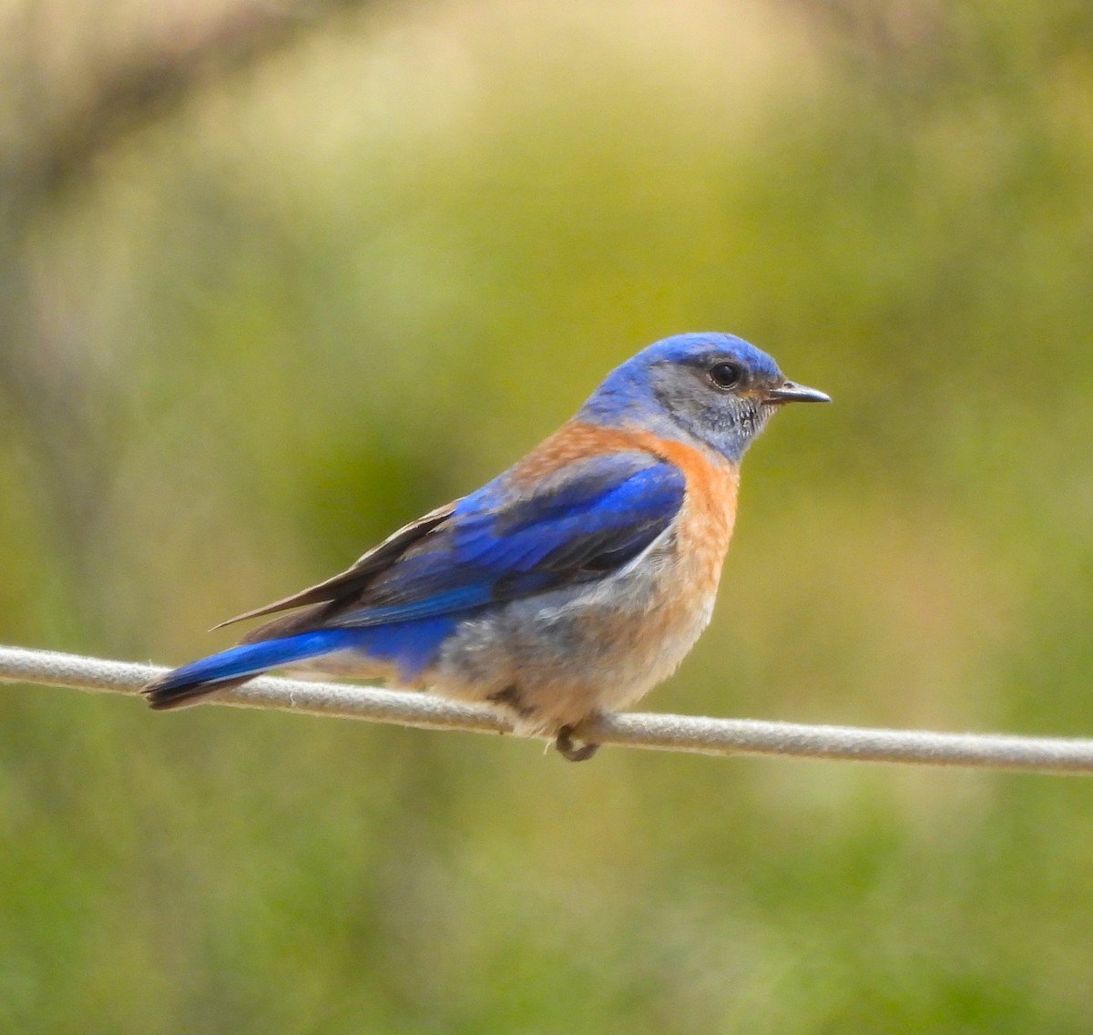 Western Bluebird - Lynn Scarlett