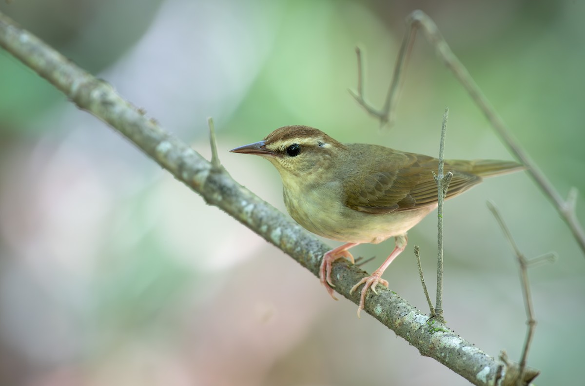 Paruline de Swainson - ML619637239