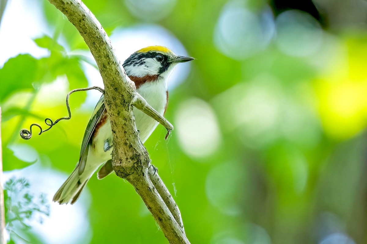 Chestnut-sided Warbler - ML619637246