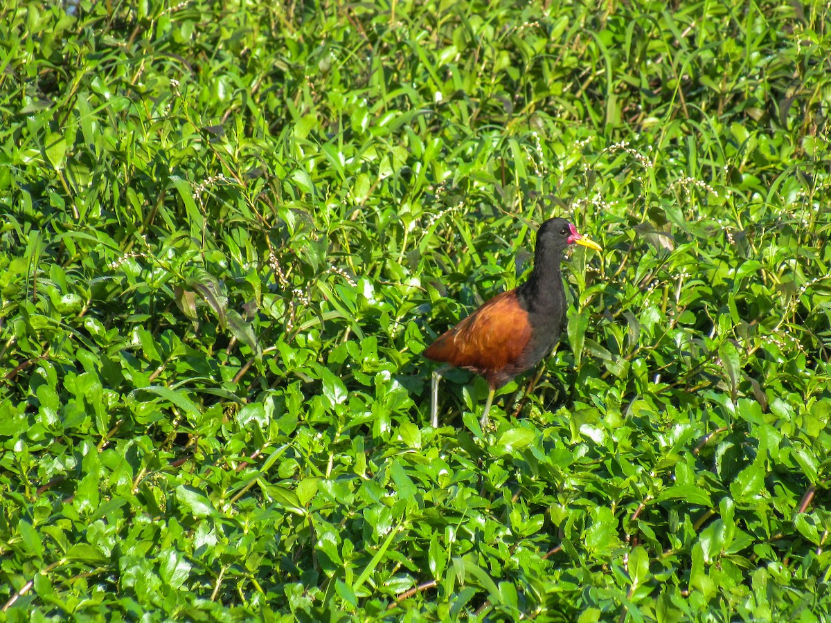 Wattled Jacana - Luis  Weymar Junior