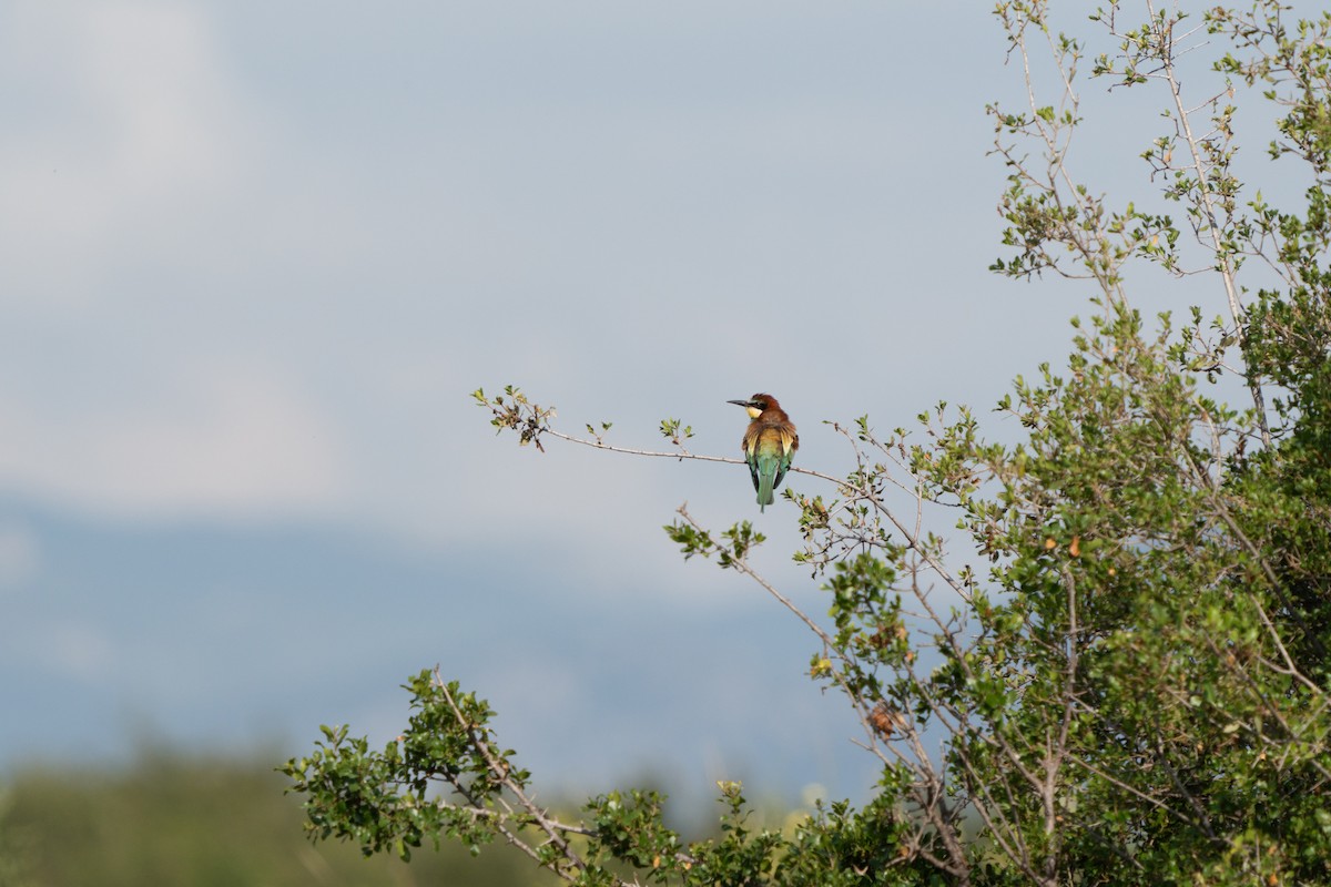 European Bee-eater - Ali COBANOGLU