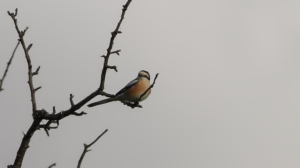 Masked Shrike - ML619637265