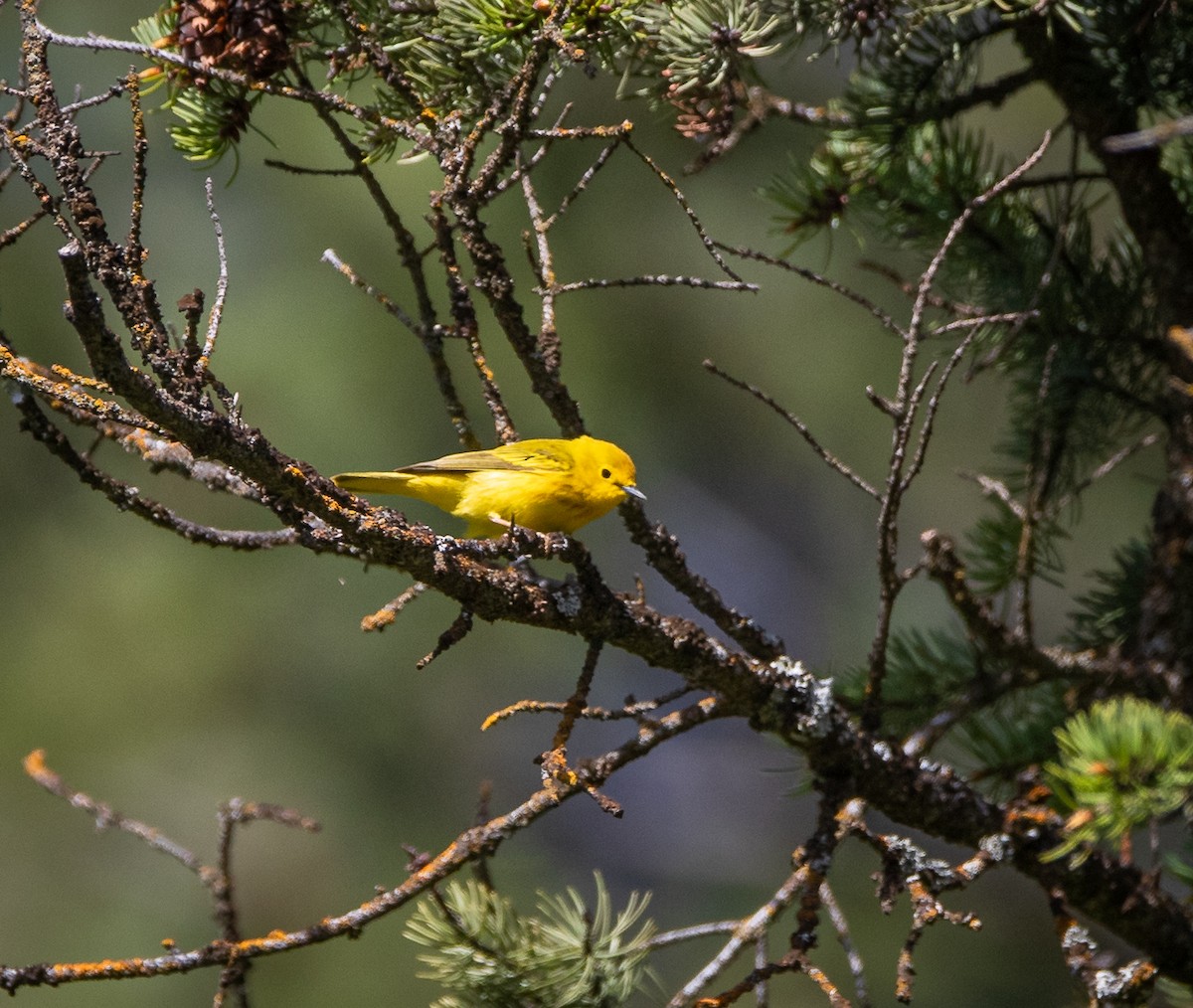 Yellow Warbler - bj worth