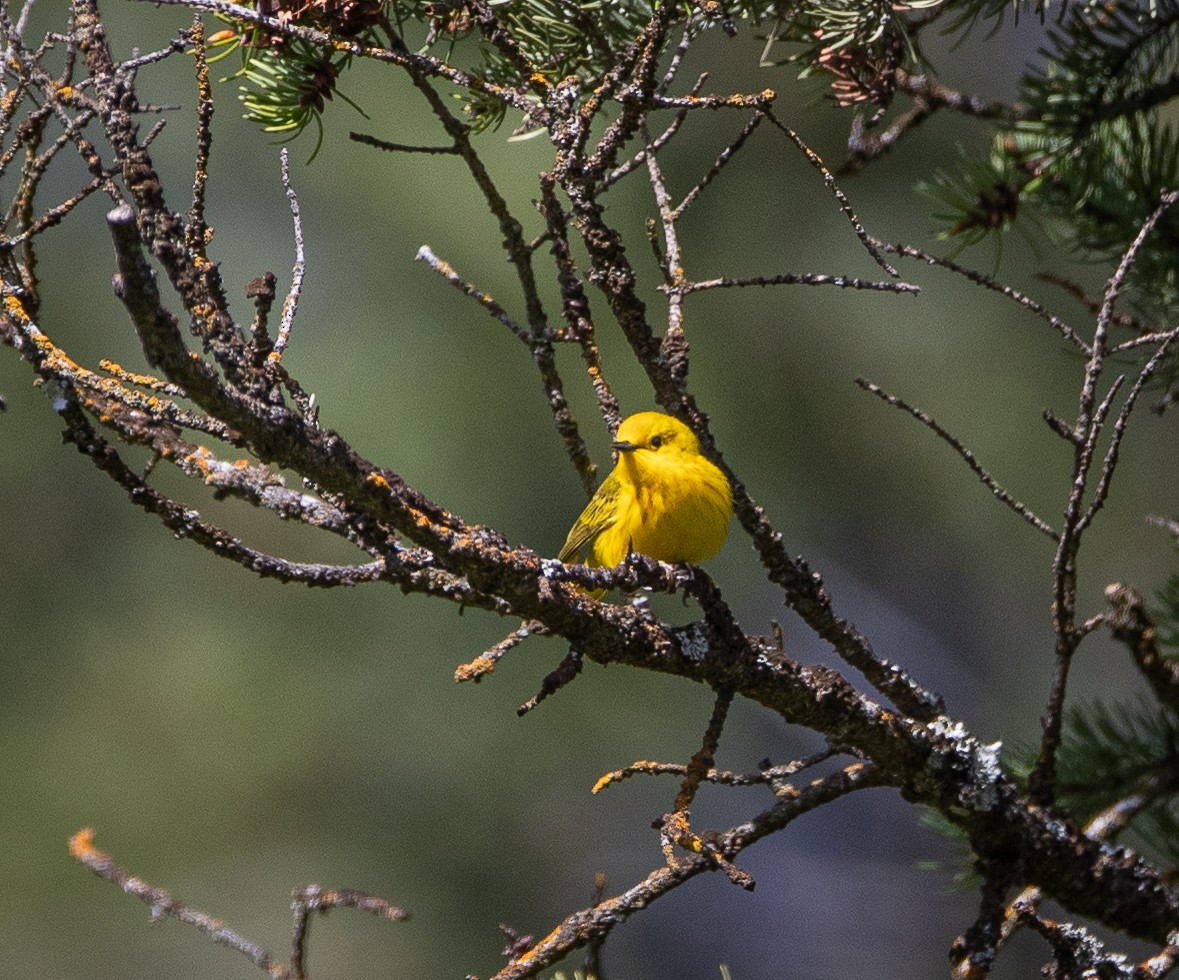 Yellow Warbler - bj worth