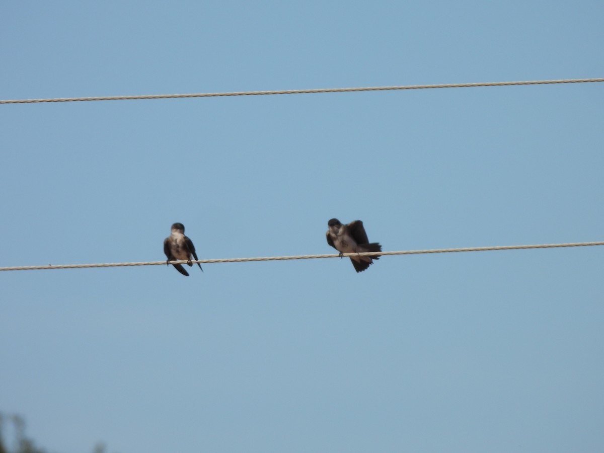 Gray-breasted Martin - Iza Alencar