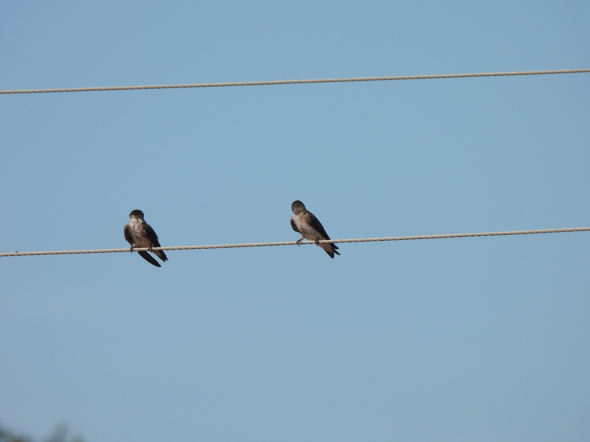 Gray-breasted Martin - Iza Alencar