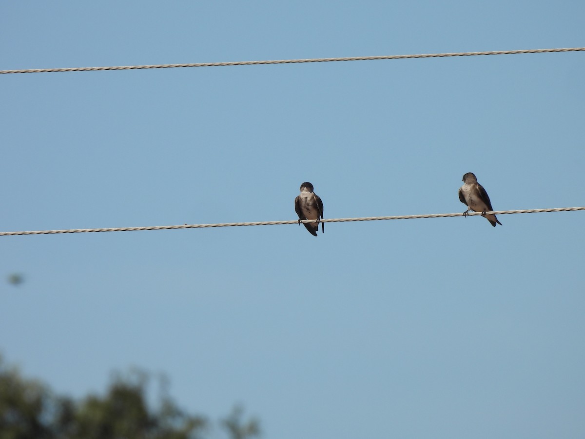 Gray-breasted Martin - ML619637287