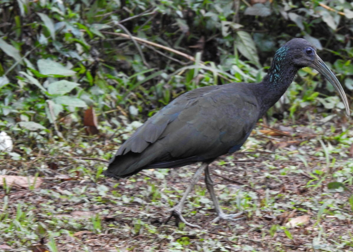ibis zelený - ML619637289