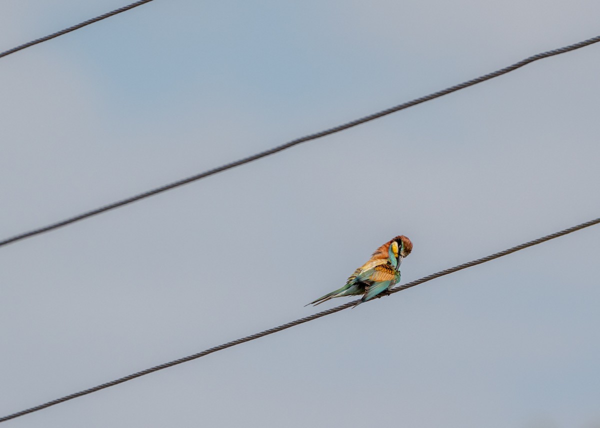 European Bee-eater - Ali COBANOGLU