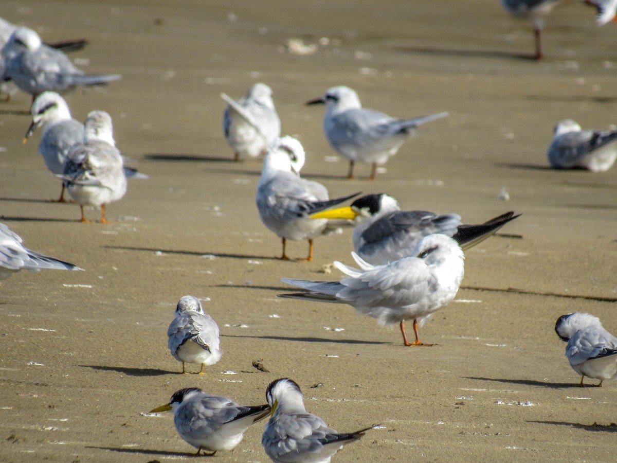 Large-billed Tern - ML619637295