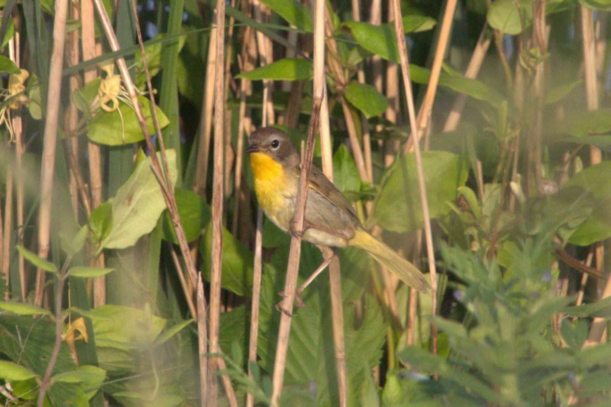 Common Yellowthroat - ML619637297