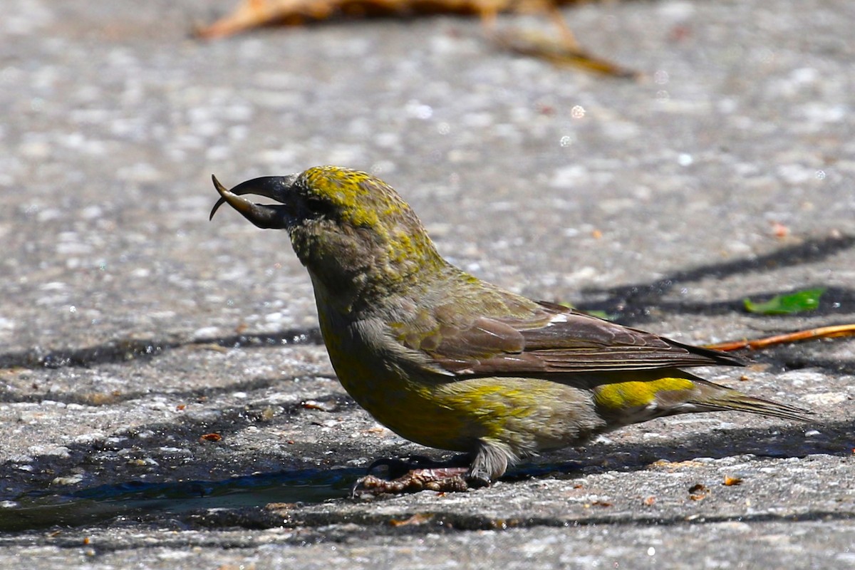 Red Crossbill - ML619637298