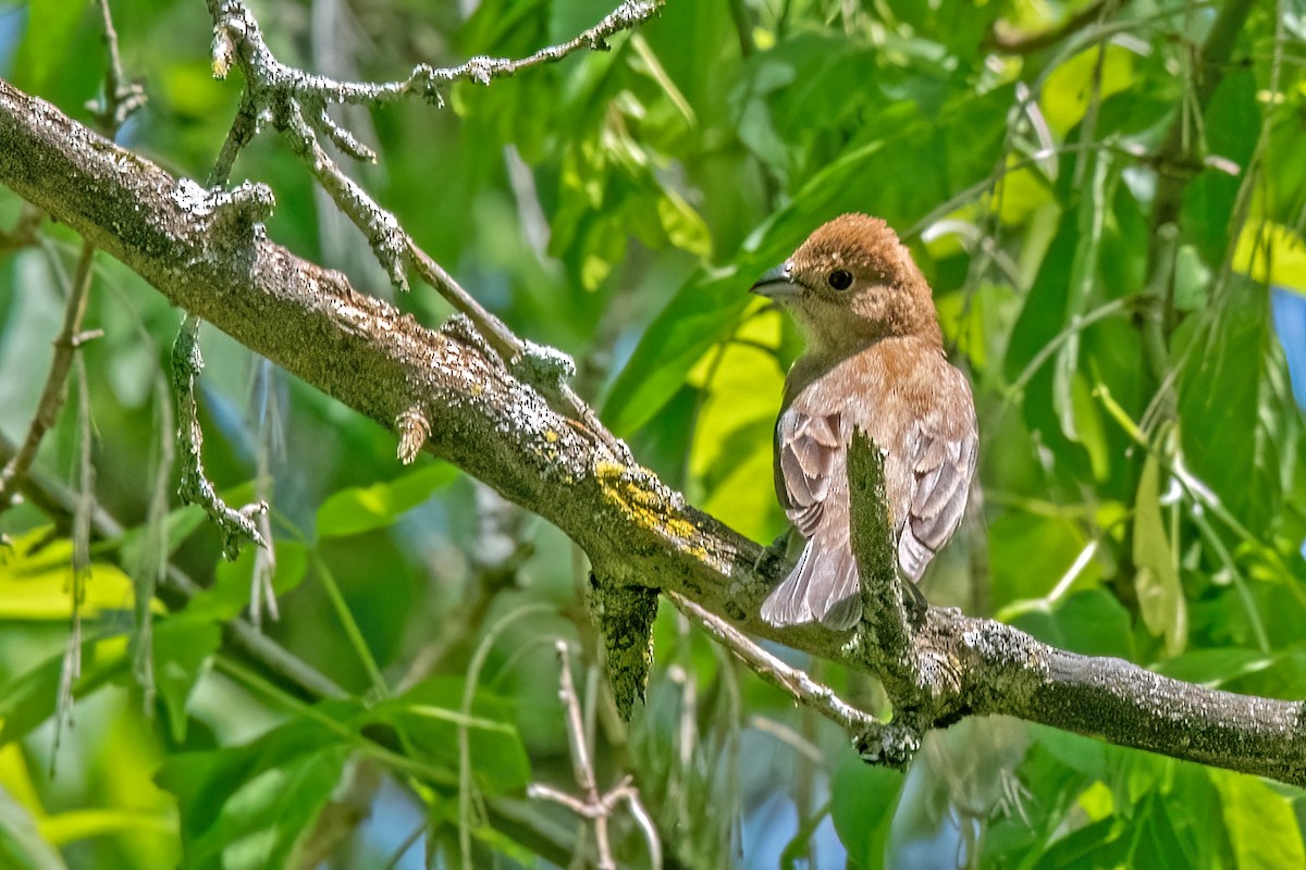 Indigo Bunting - Sue Barth