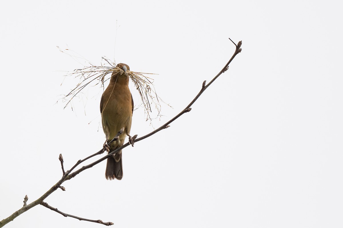 Blue Grosbeak - ML619637317