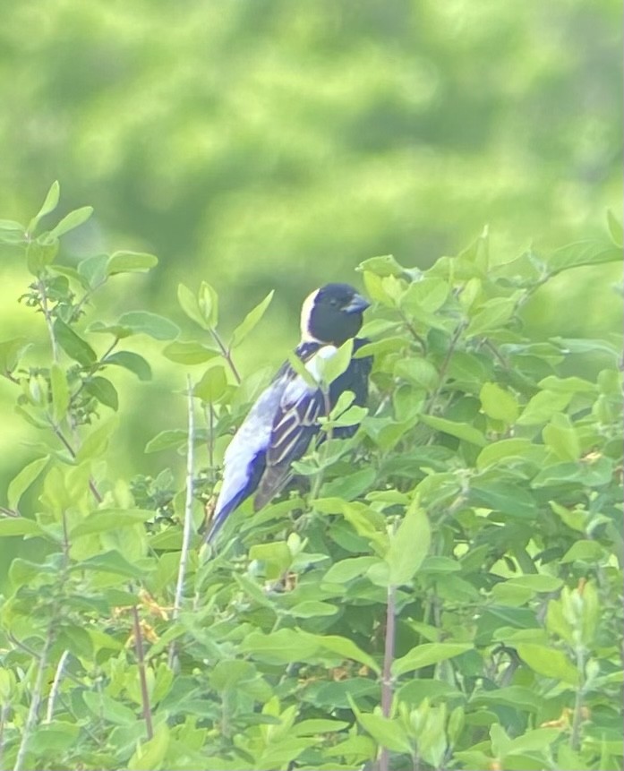 bobolink americký - ML619637319