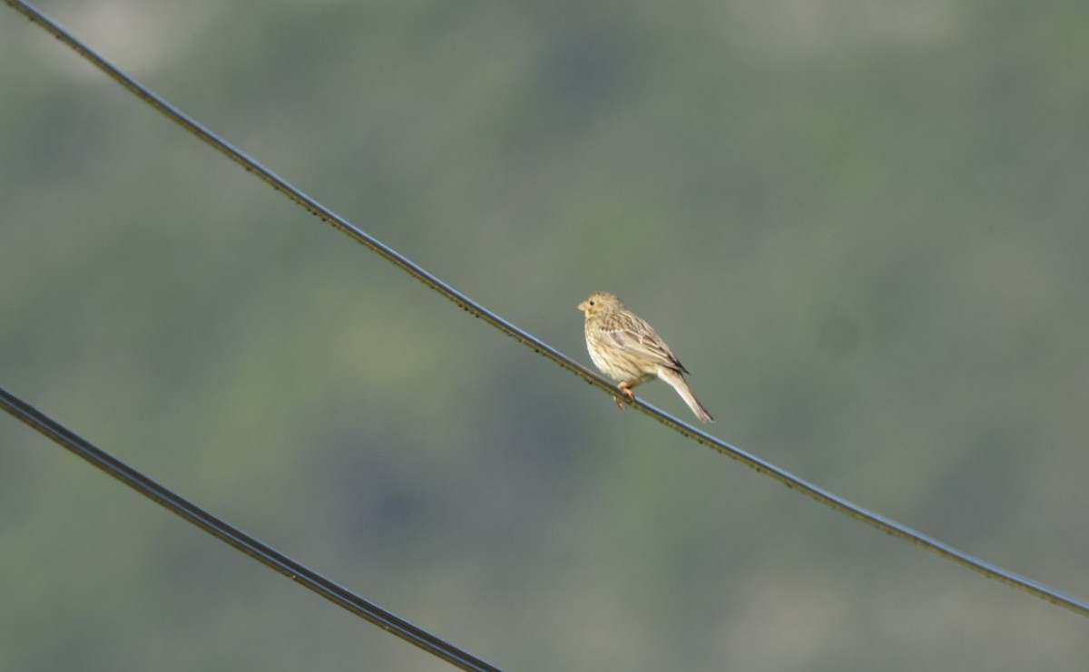 Corn Bunting - ML619637331