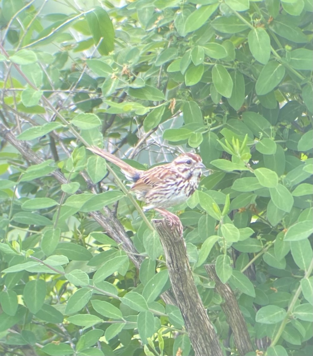 Song Sparrow - ML619637332