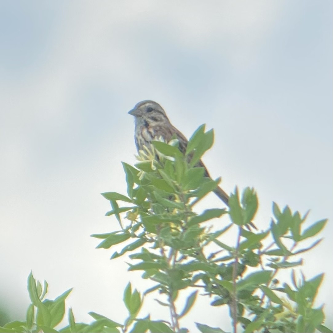 Song Sparrow - ML619637333