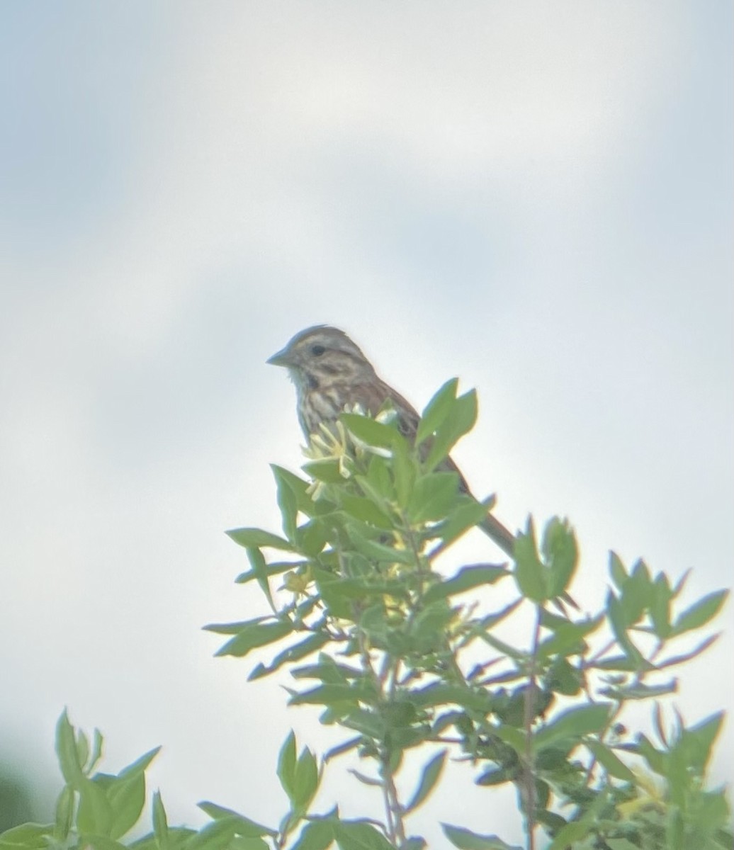 Song Sparrow - Colby Merrill