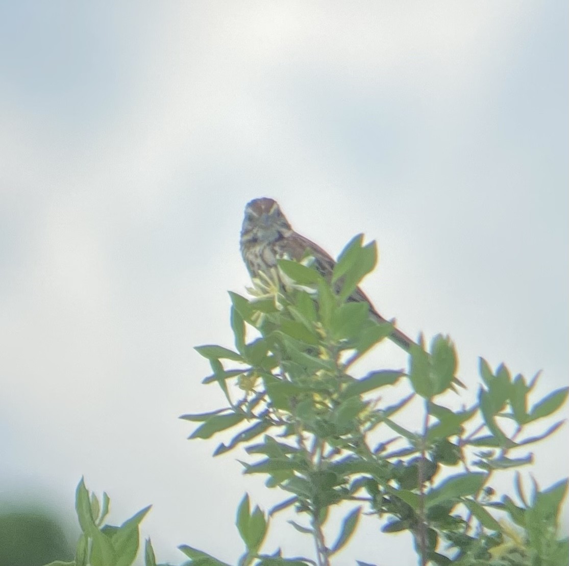 Song Sparrow - Colby Merrill