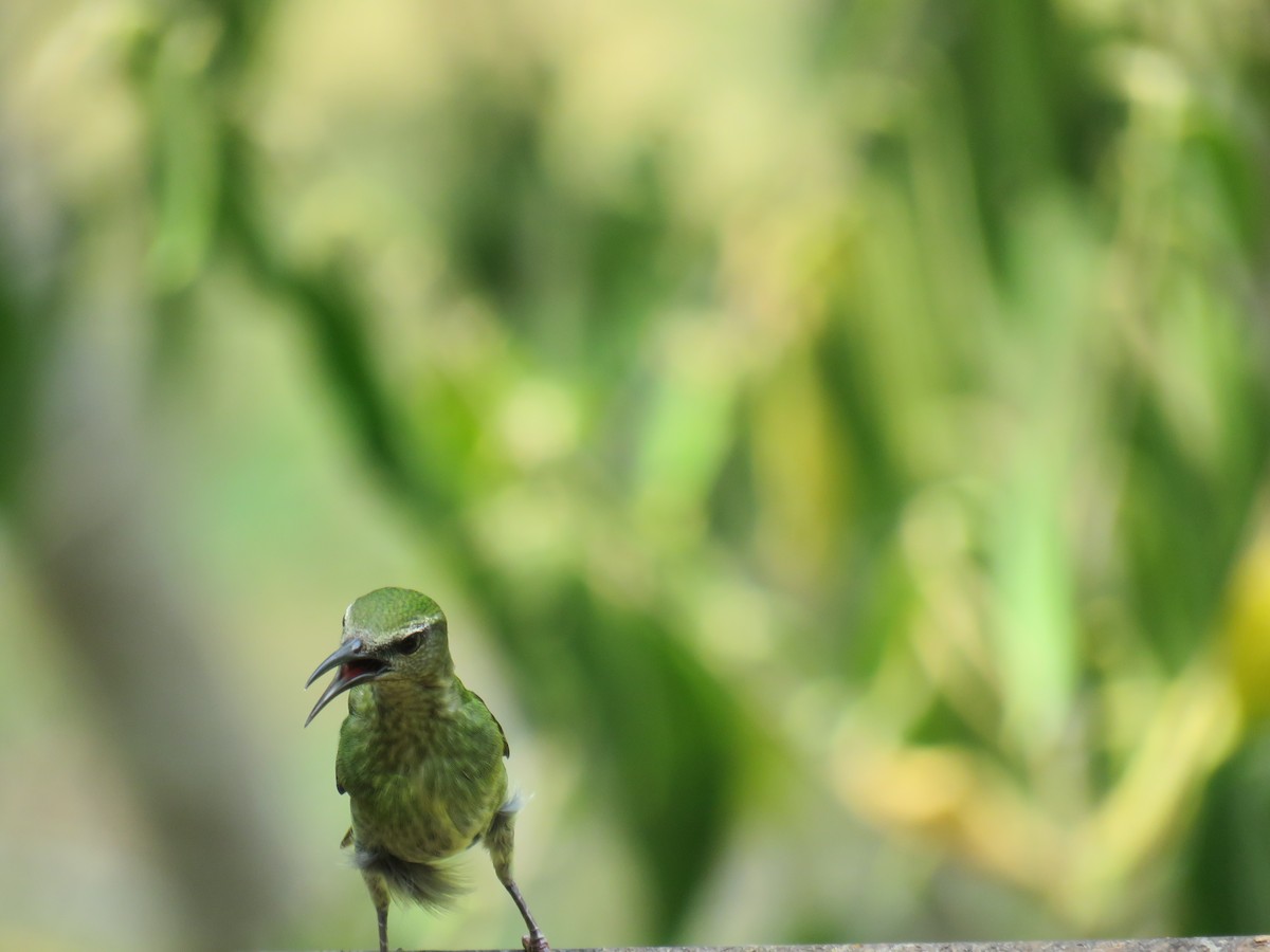 Red-legged Honeycreeper - Sam Holcomb