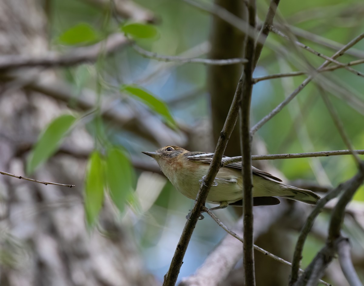 Bay-breasted Warbler - Cristina Avila