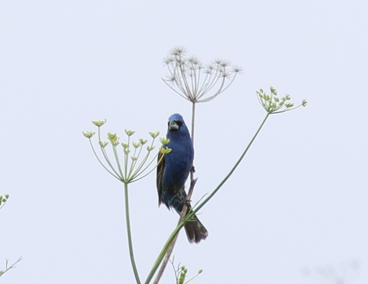 Blue Grosbeak - Sally Veach