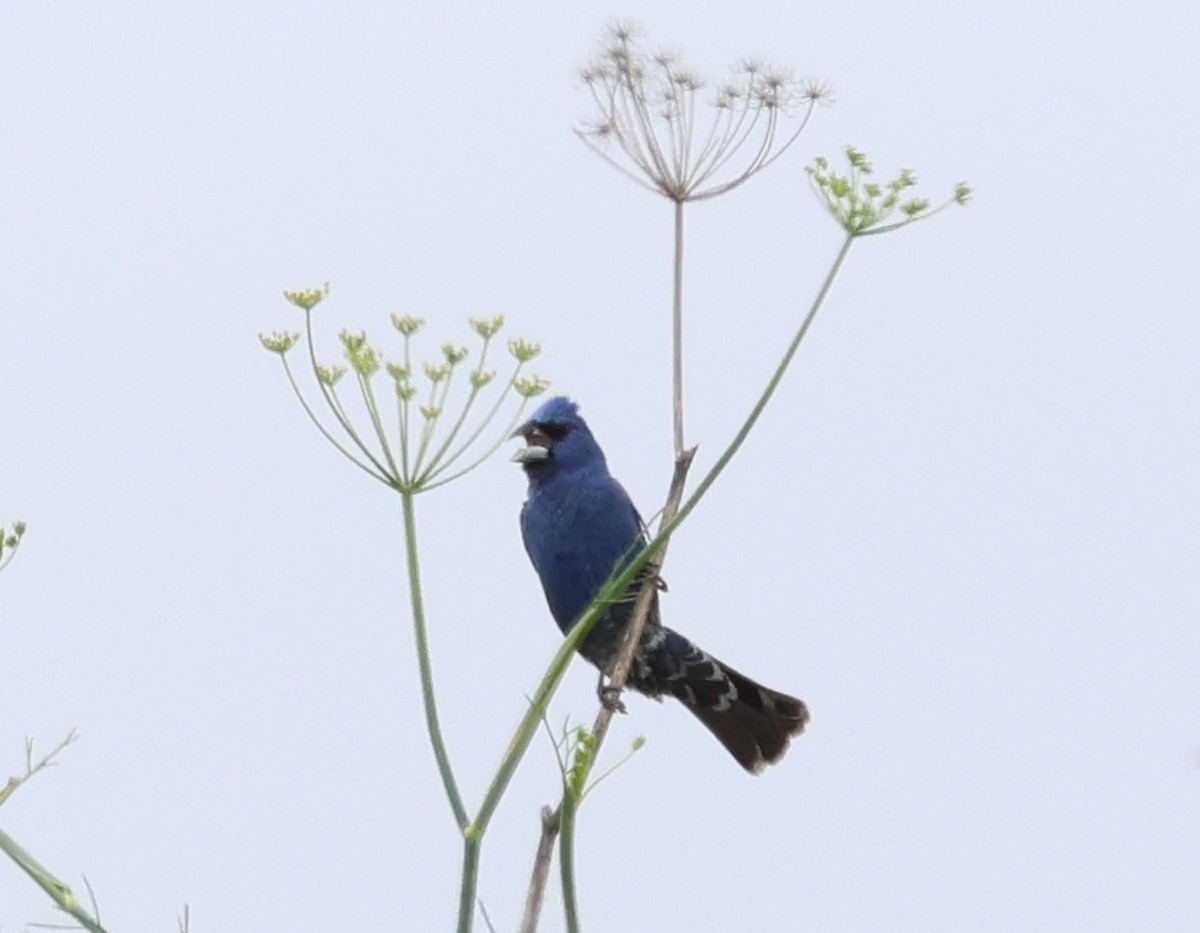 Blue Grosbeak - Sally Veach