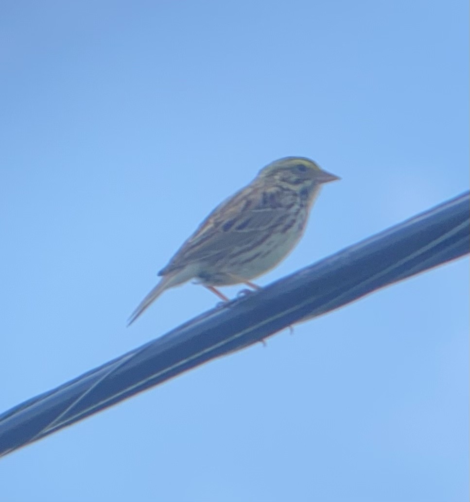 Savannah Sparrow - ML619637350