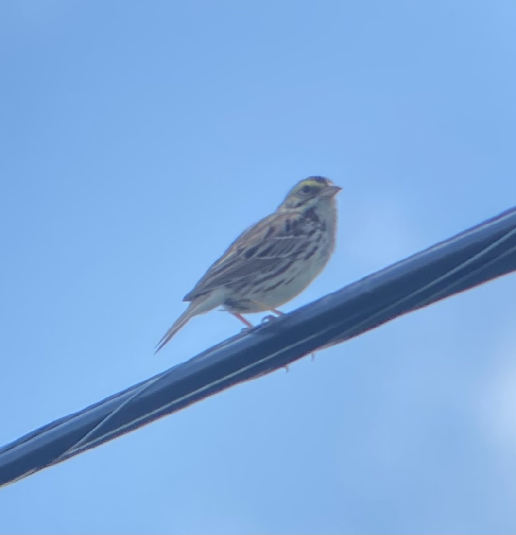 Savannah Sparrow - ML619637351
