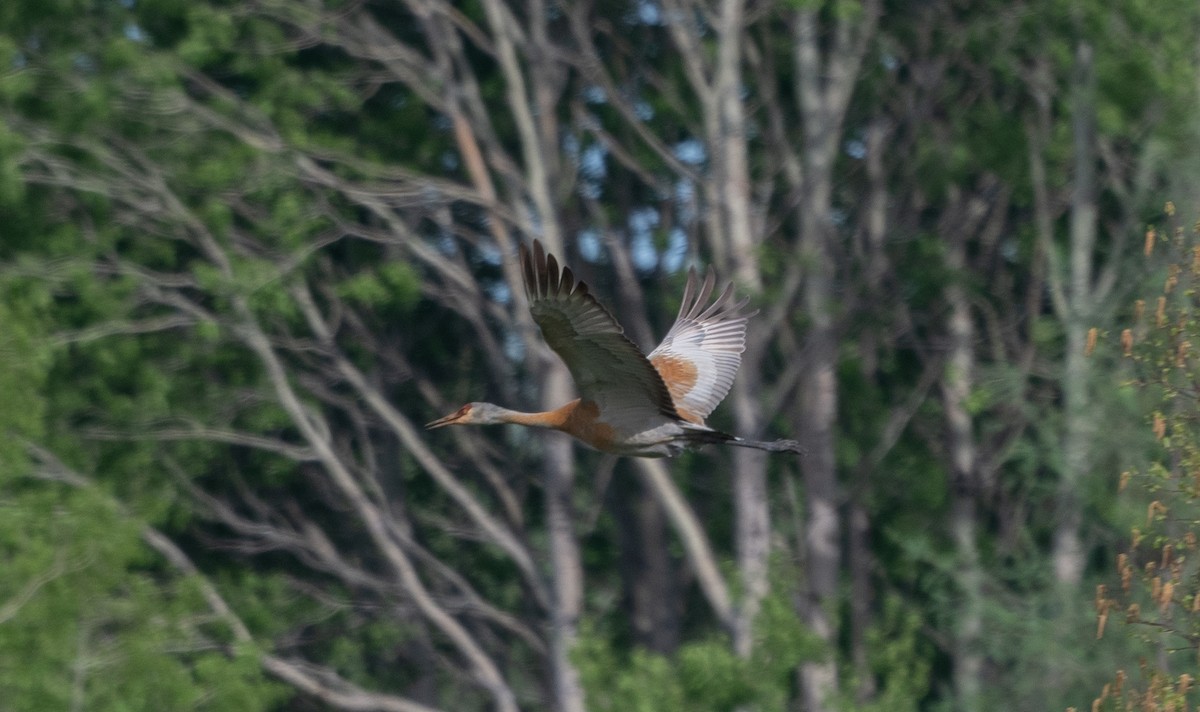 Sandhill Crane - Martin Bélanger