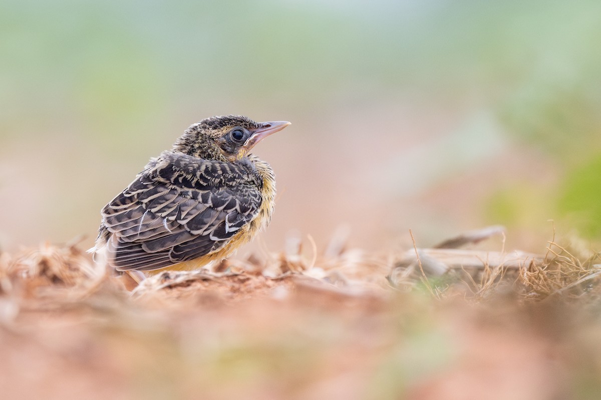 Eastern Meadowlark - ML619637365